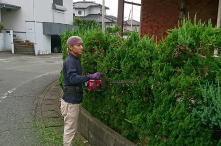 始めに住宅を囲むカイズカイブキの生垣を刈り込んでいき、マキの木、ツゲの剪定を行いました。