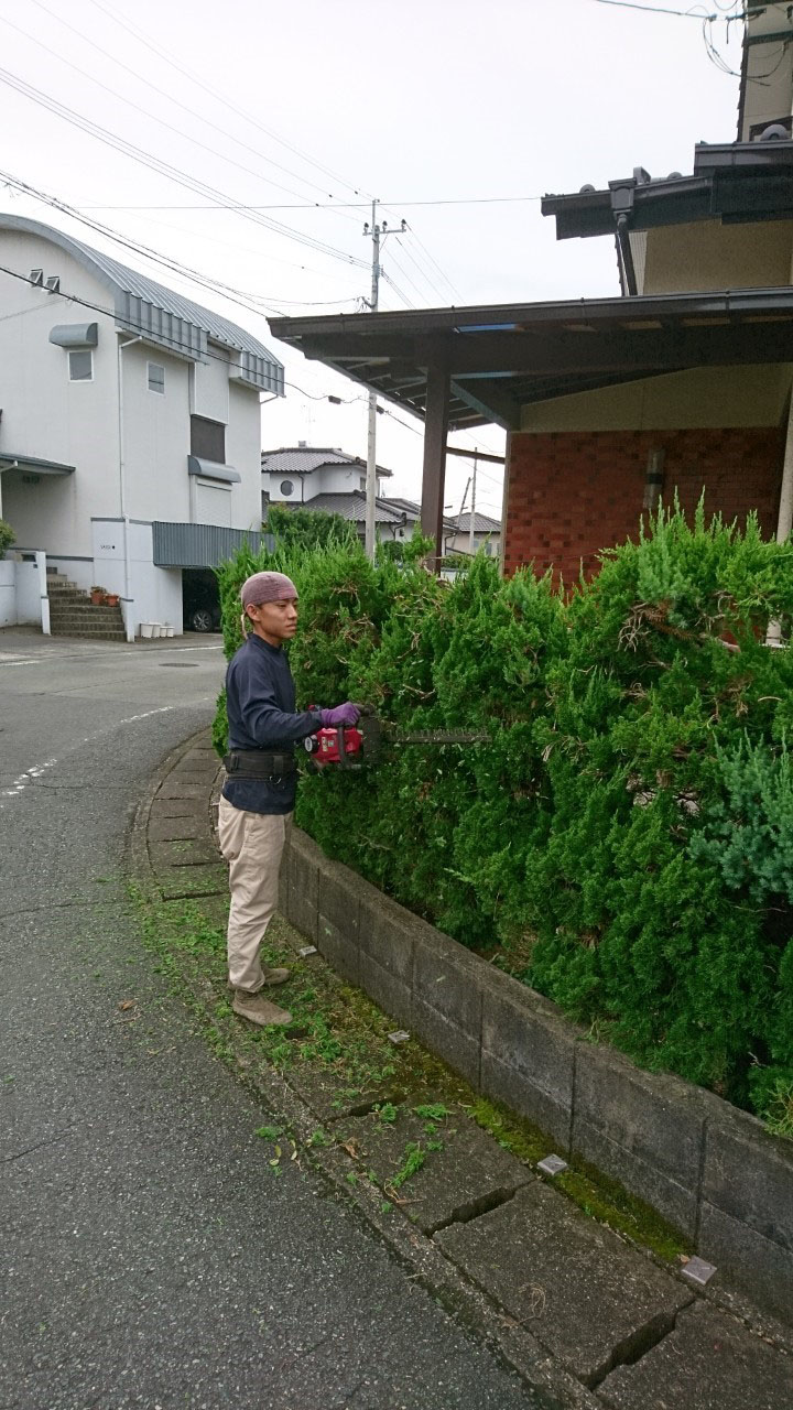 始めに住宅を囲むカイズカイブキの生垣を刈り込んでいき、マキの木、ツゲの剪定を行いました。