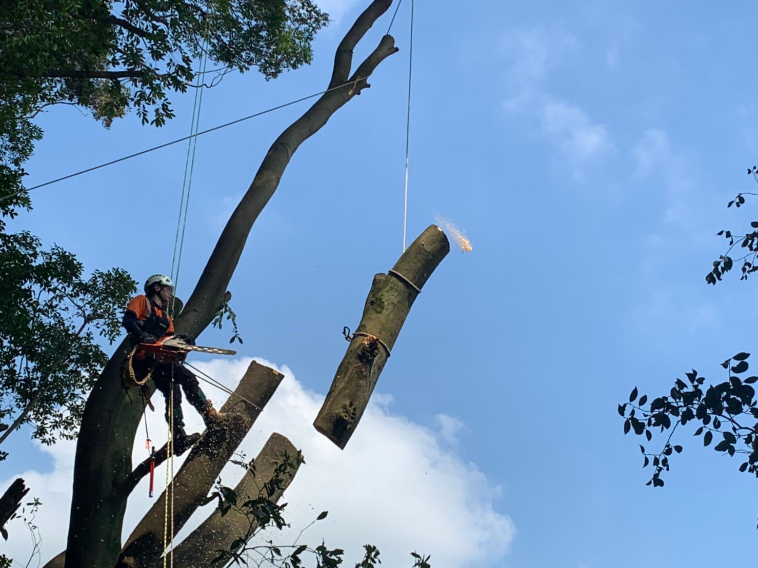 阿蘇郡西原村 樹木の切り下げ 特殊伐採を行いました 株 山猿