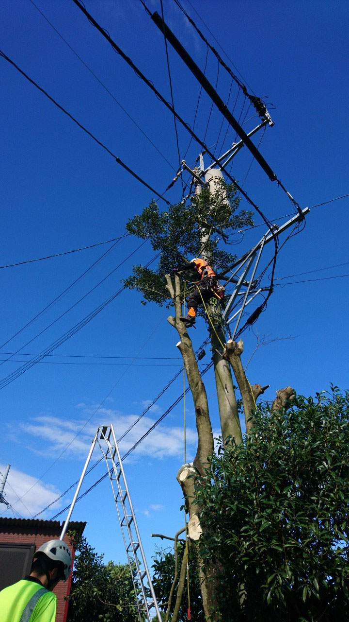 樹木の上部では電線と接触している枝も多く、カズラまで絡んでいるものも