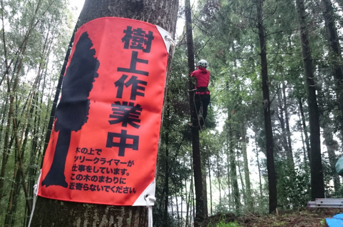 ​その他の樹木管理
​(避雷針設置など)