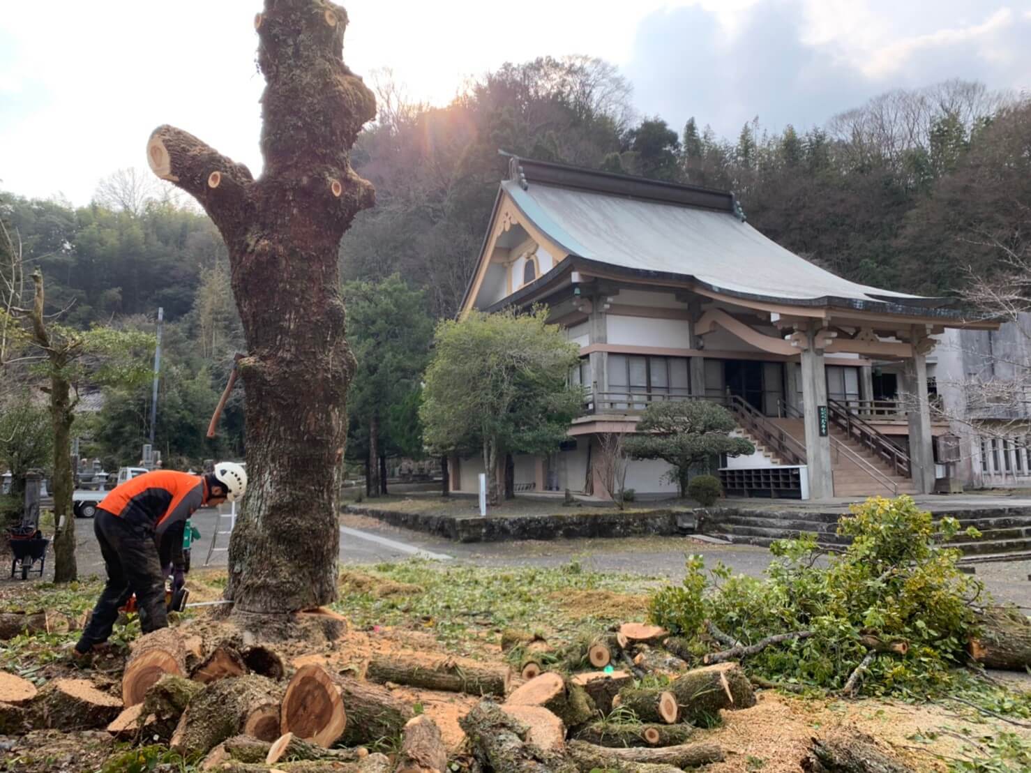 倒す事の出来る高さまで下げた所で伐倒。