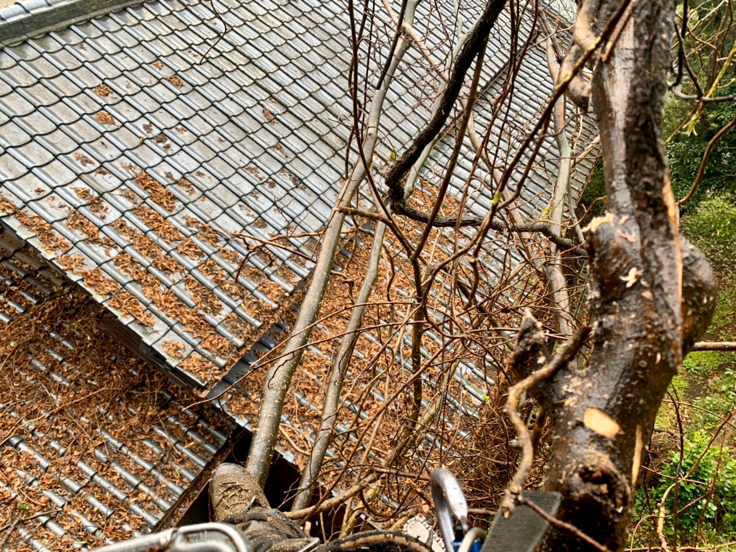 樹上からの作業風景。屋根に被さるように枝を伸ばしている事がよくお分かりいただけるかと思います