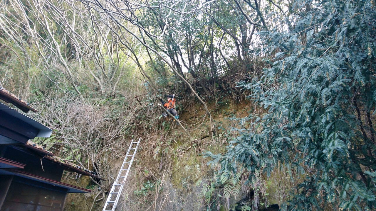 樹上作業員(田嶋)。壁面に取り付き、伐採を行っていきます。