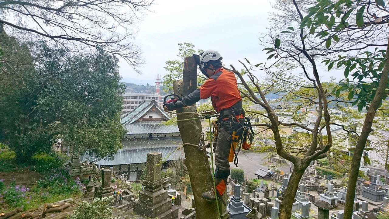 幹の断幹作業を行う田嶋