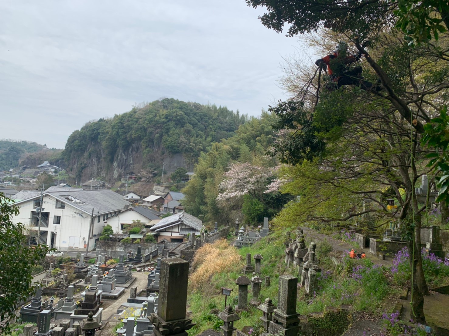 樹木の下部から徐々に枝を切り落としていく郡