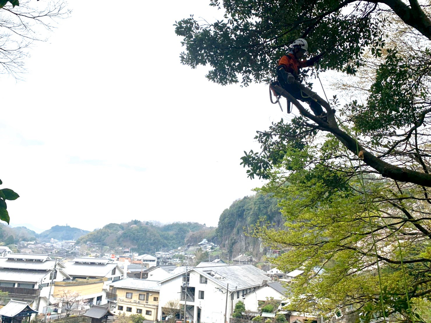 枝先までバランスを取りながら進む