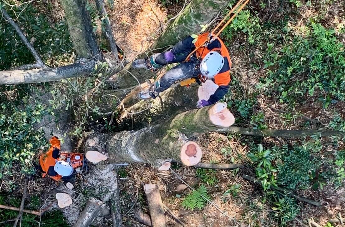 高さを下げた所で伐倒を行う郡(左)