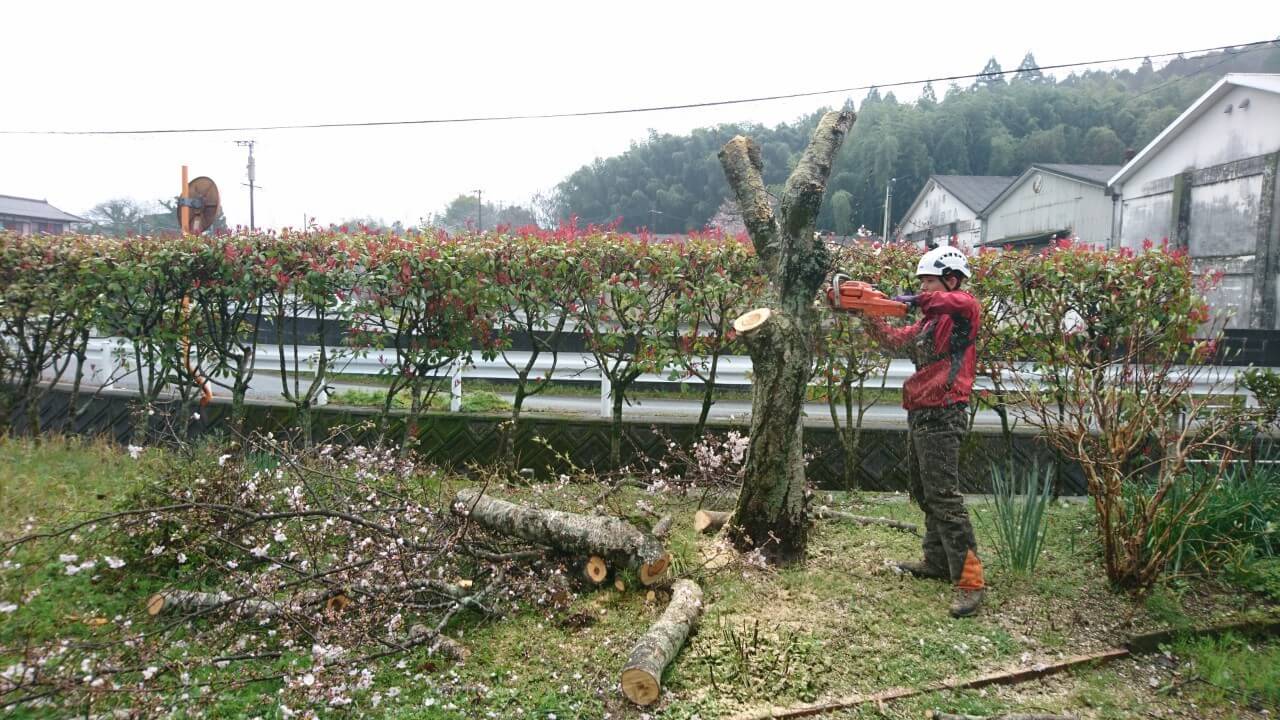 梯子で枝を切り落とし、幹の断幹作業を行う田嶋