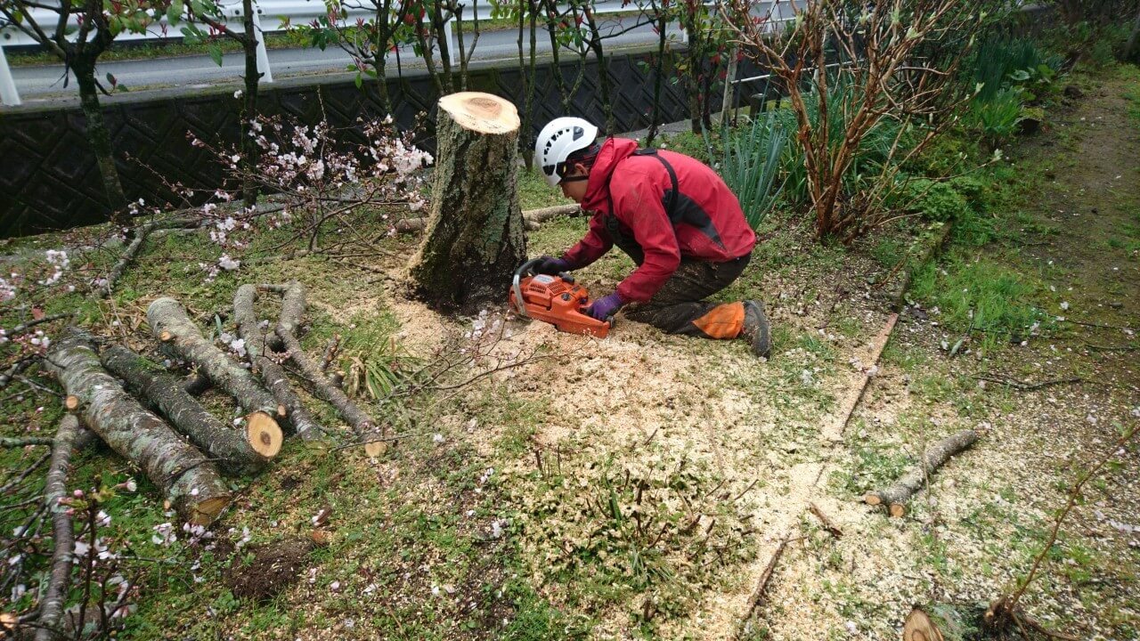 最後は地際で伐採