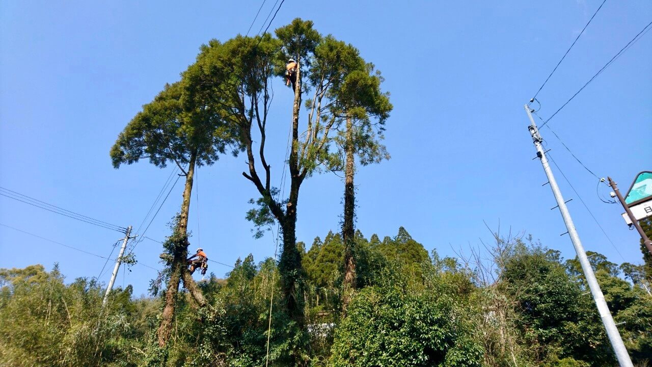 作業が進み、丸裸となっていく杉の木