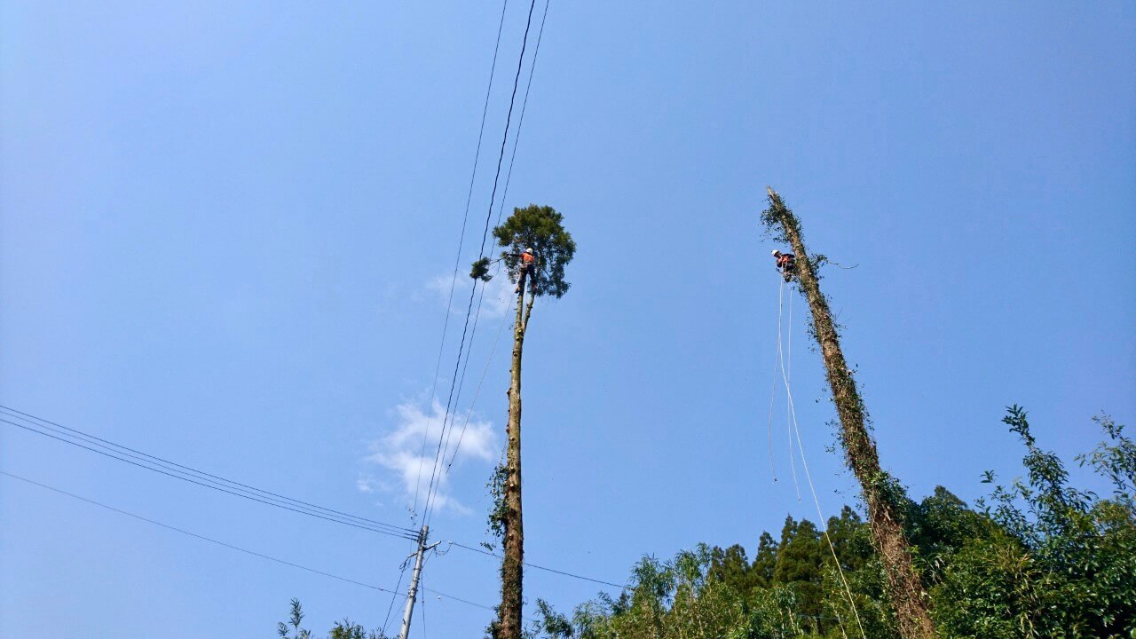 枝打ちも終わり、この後は上部から数回に分けて切り落とし、伐採を完了しました。