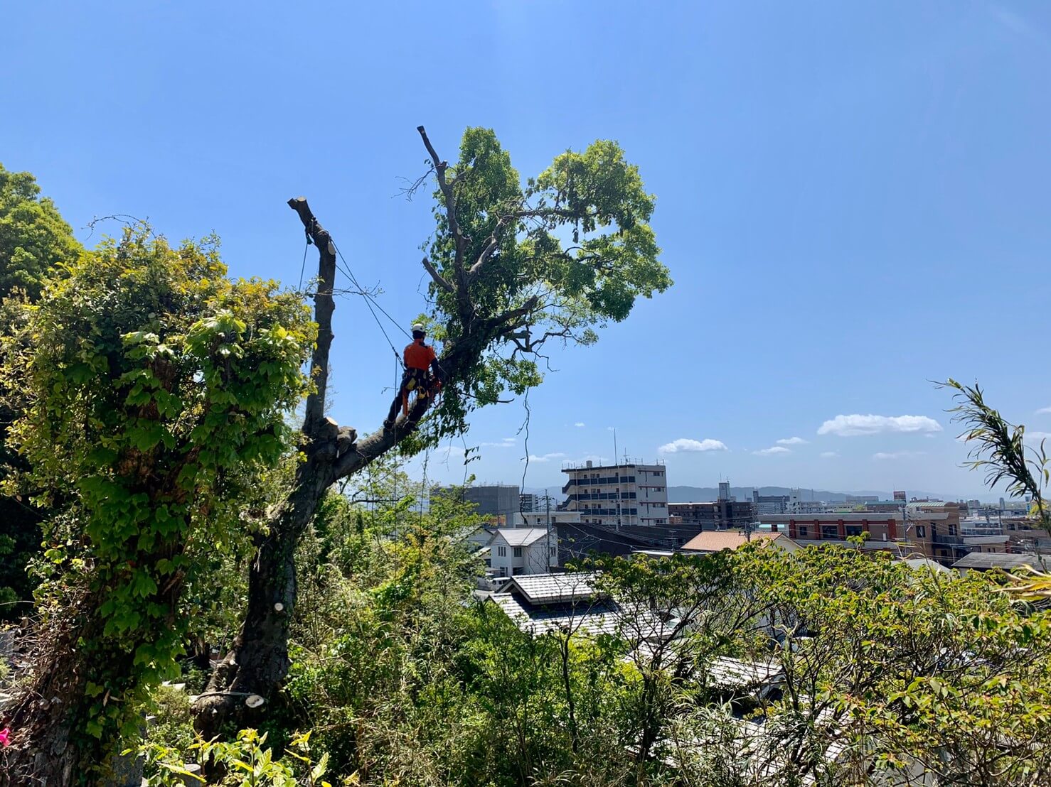 道路側の枝の吊り切りを行う代表山本。どんな状況でも山猿にお任せください。