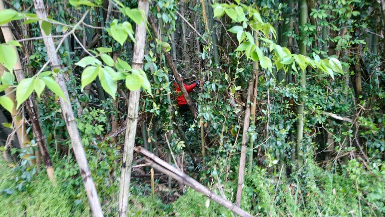 竹林の内側から伐採作業を始める代表山本。