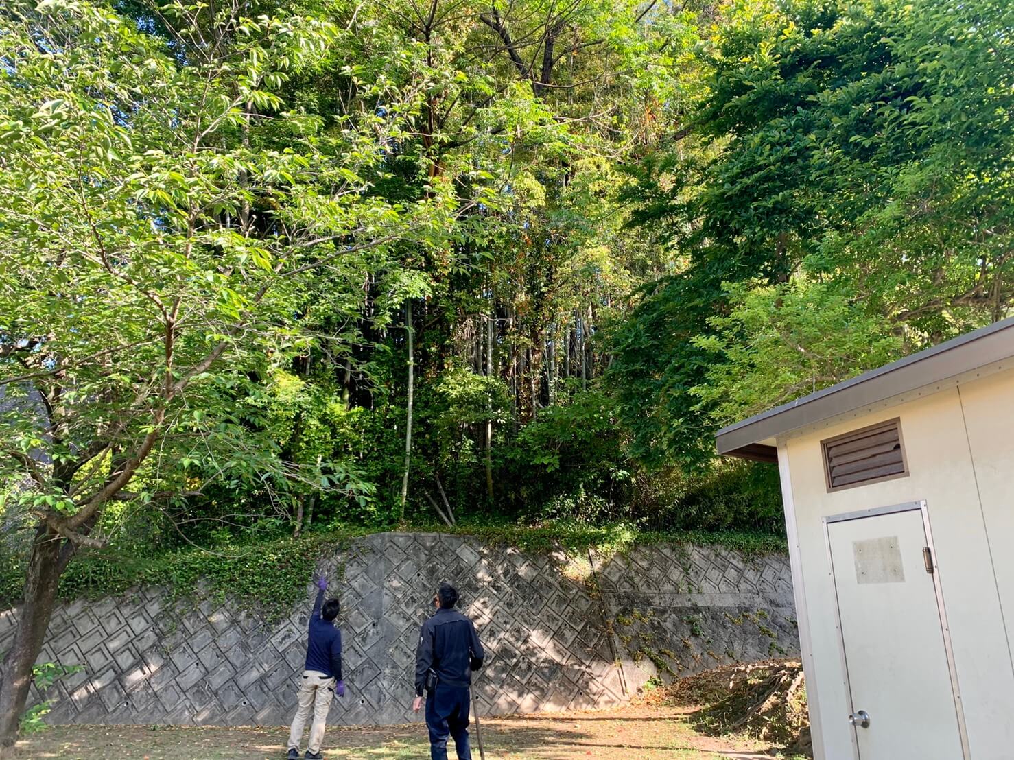 お隣の公園に大きく枝を伸ばしたセンダンやカシノキ等が立ち並びます