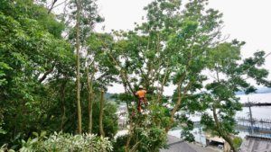 住宅に被さる木はロープを使って安全に伐採を行っていきます。