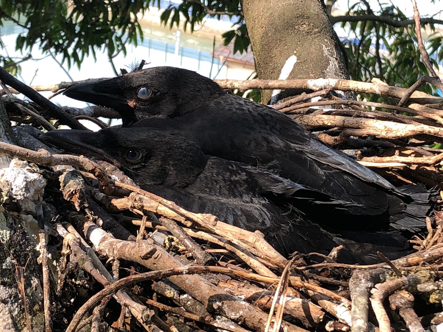 伐採を行う木にカラスの子が！