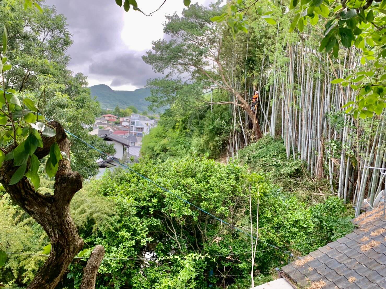 竹林の伐採後、雑木の伐採に移る代表山本