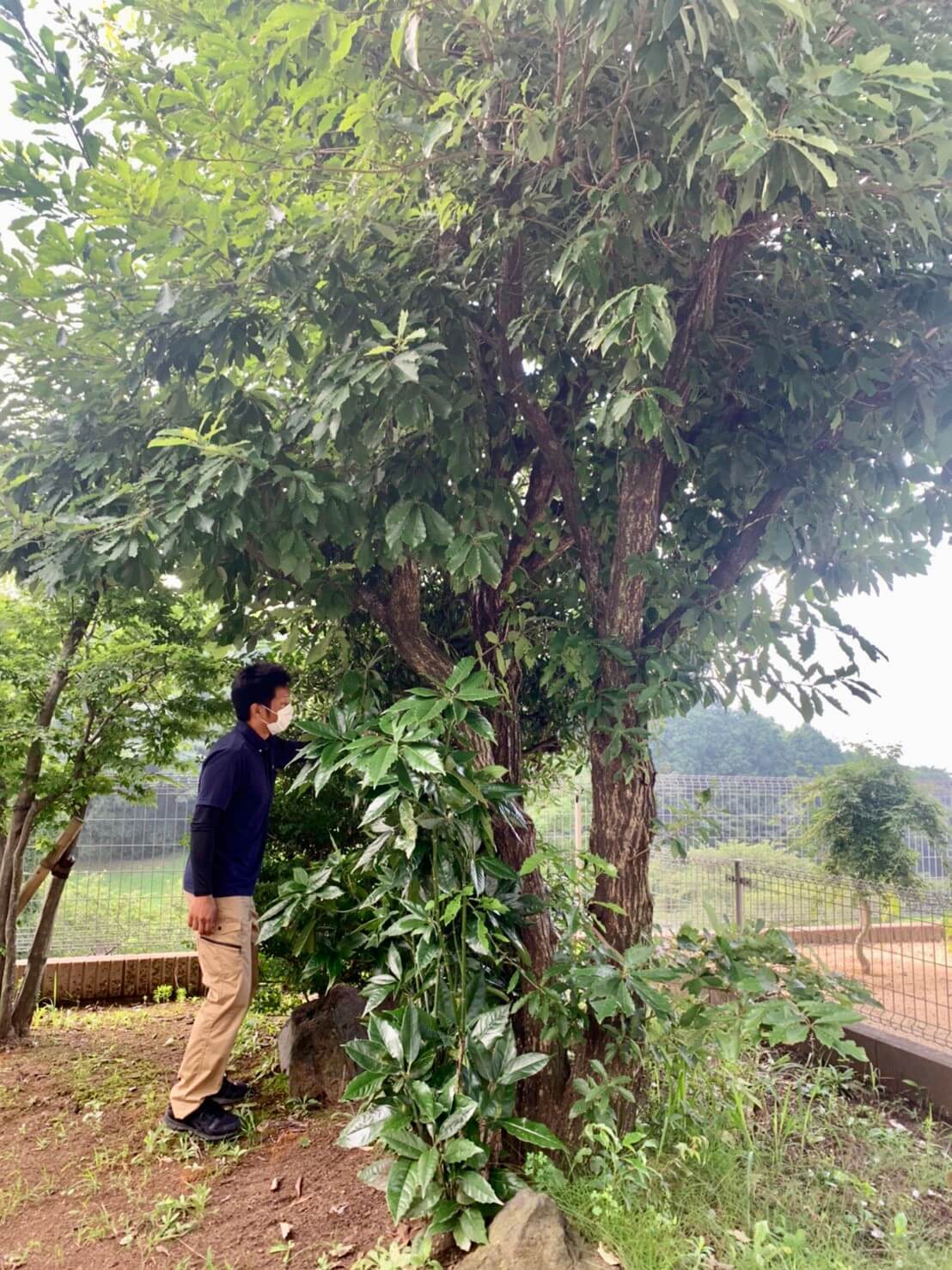 伐根対象の木の確認を行う代表山本。株立ちのクヌギは根も大きく広がっていそうです。