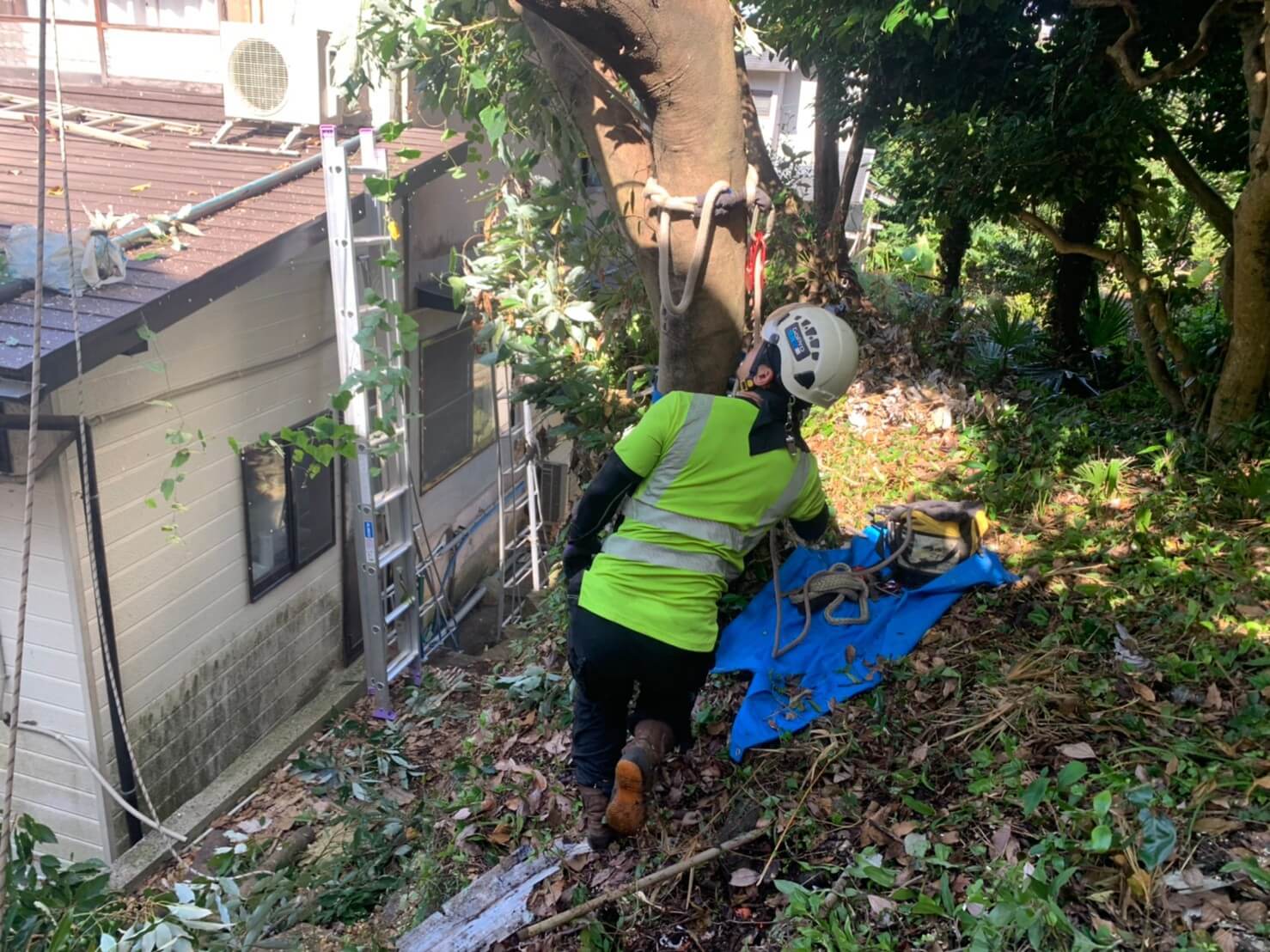 吊り切りを行う幹がどのように動くかを観察しながら作業を行う藤本。