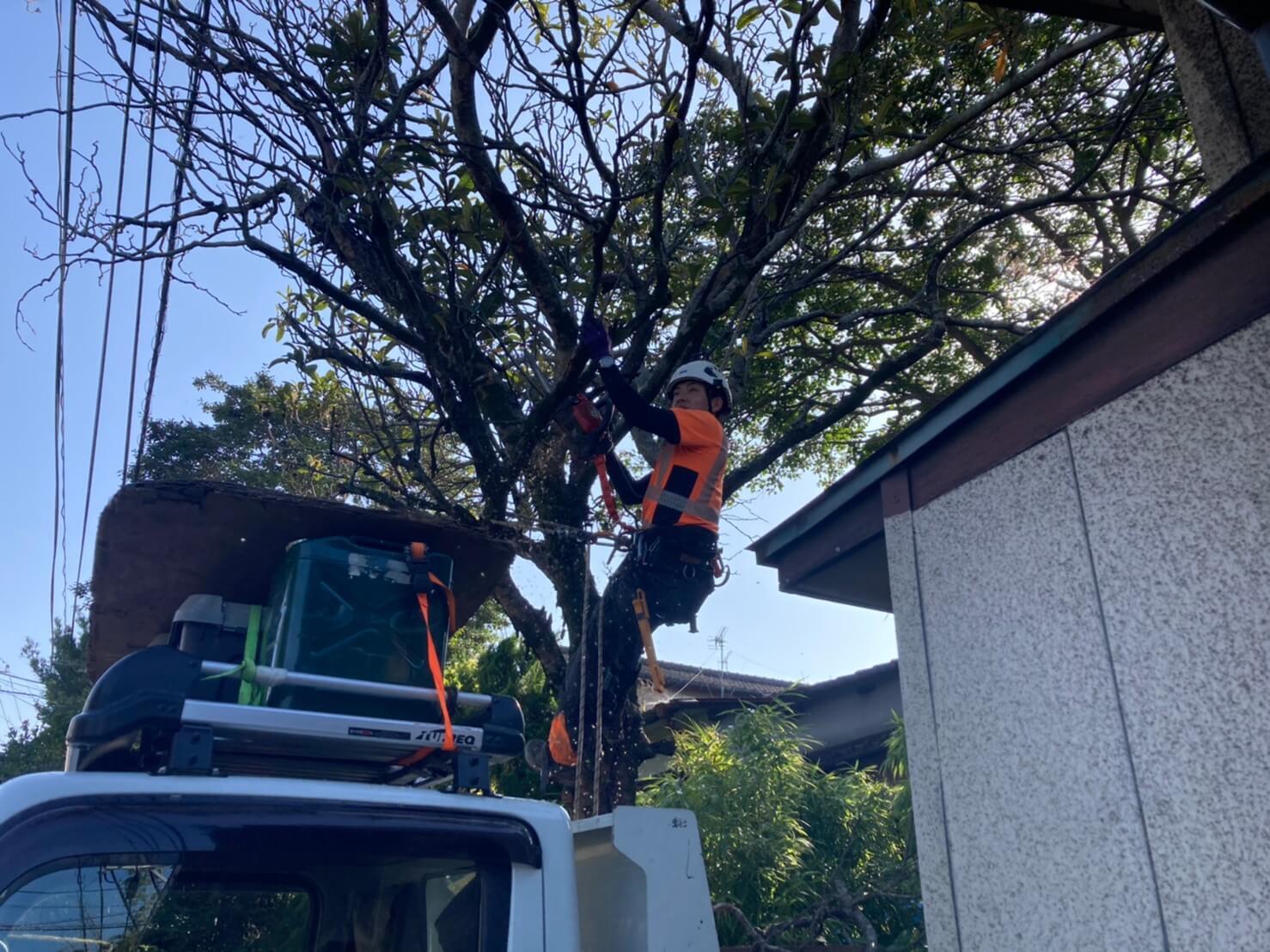 木に直接登りこみ、作業を始める田嶋。