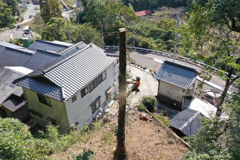 断幹作業を行う田嶋。