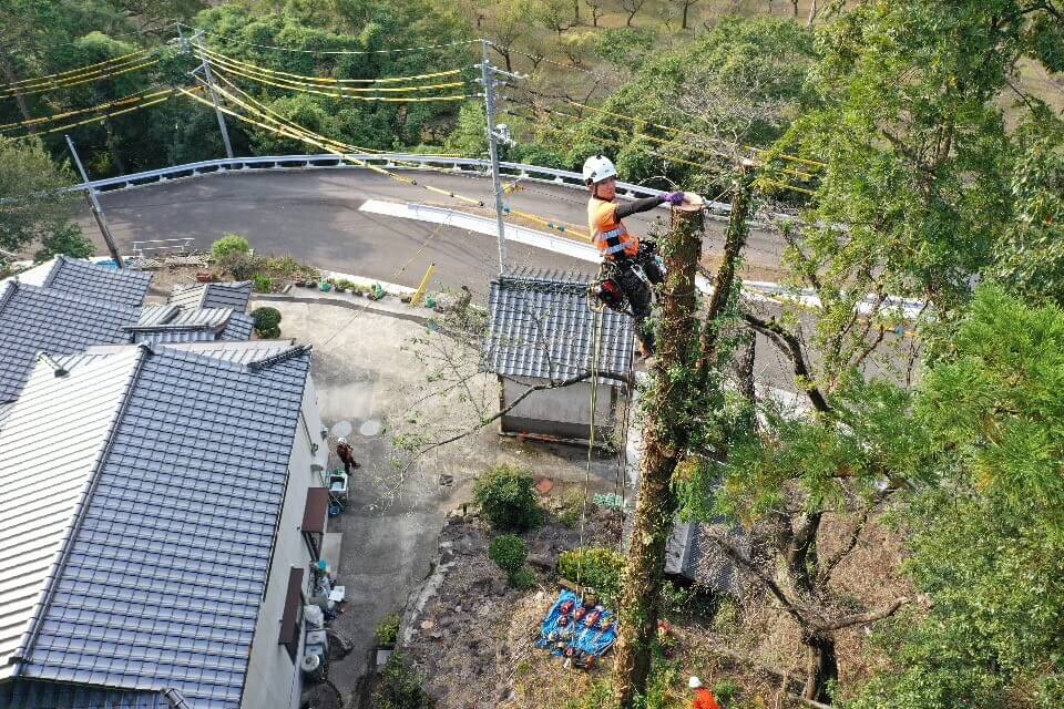 こちらは建物側に落とさないよう断幹作業を行います。