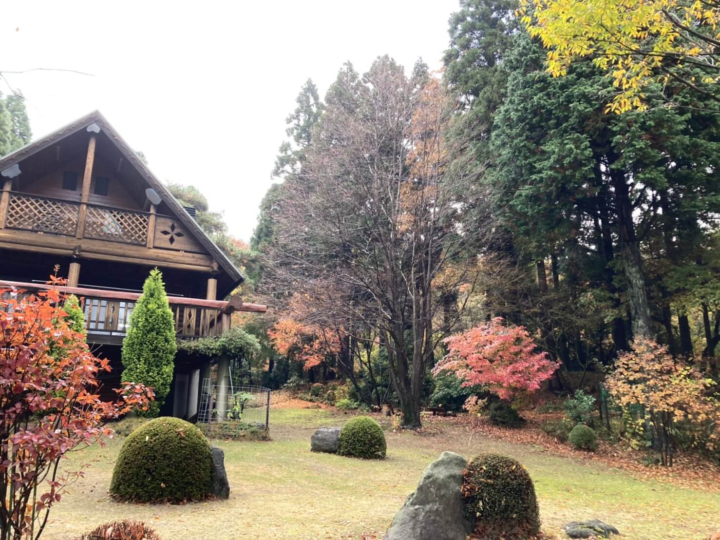 住宅右側にある大きなカツラの木。高さを三分の一程度下げて、剪定を行います。