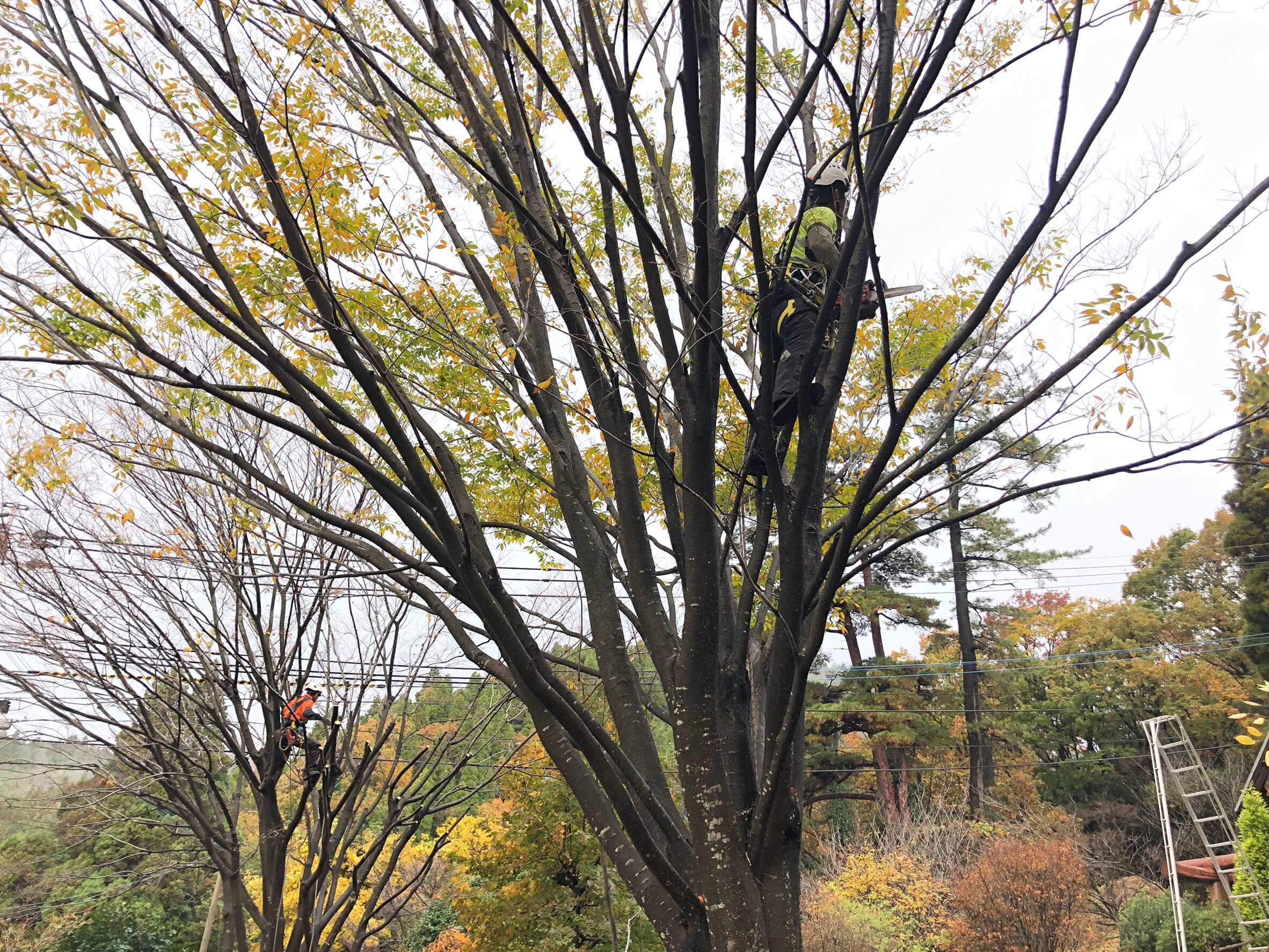 木に登りこんで剪定作業を行うスタッフ藤本(左)と田嶋(右)
