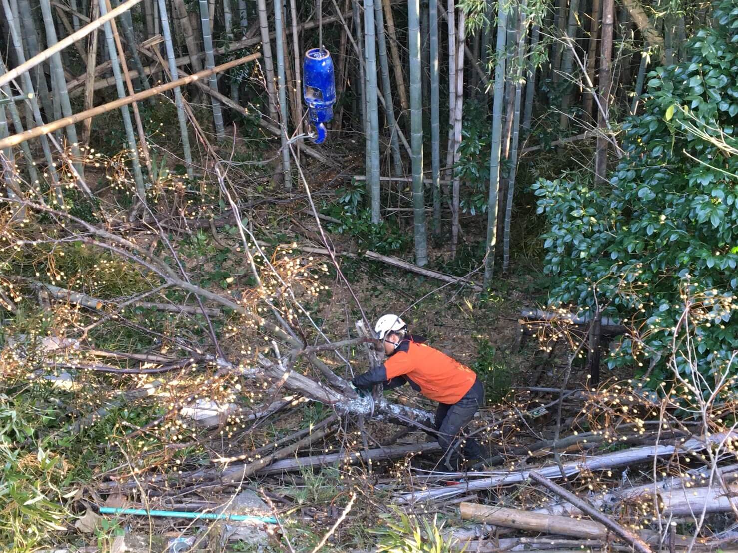 ワイヤーを外すスタッフ藤本。手早く枝を捌いていきます。