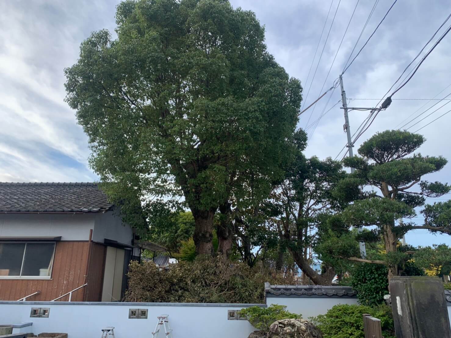 こちらは楠、ニッケ、タイサンボクのあるお庭。いずれも大きく枝が伸び放題の状態でした。