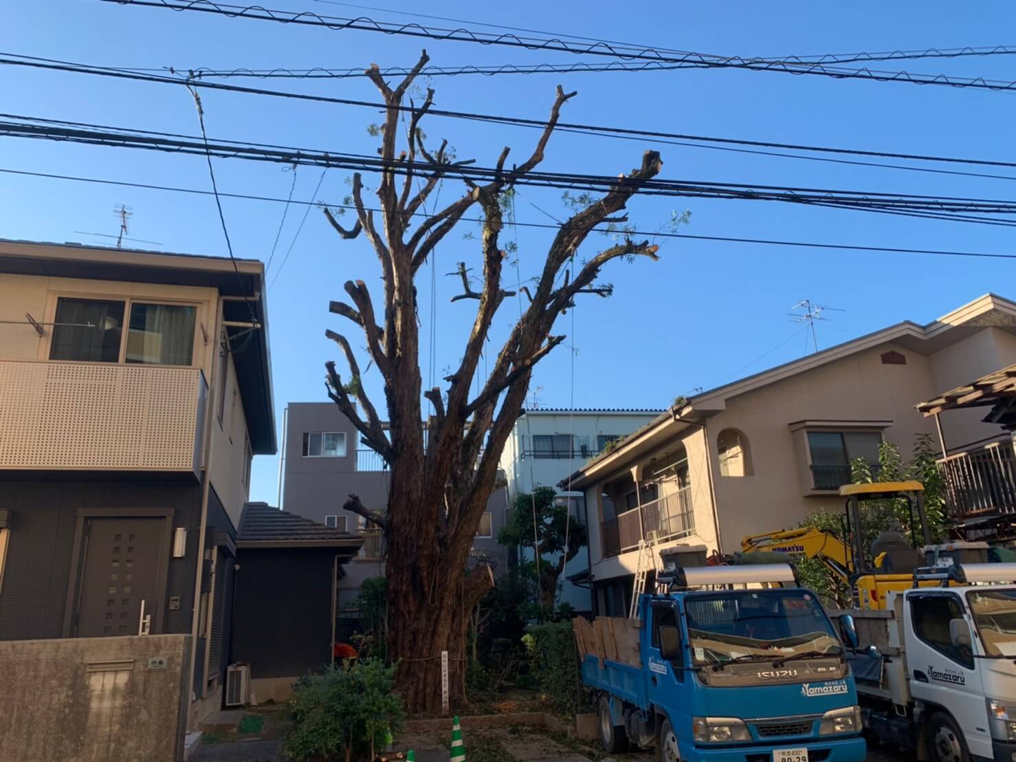 枝葉を落とし終わったマキの木。小さくなったはずが以前より存在感が増したような気がします...