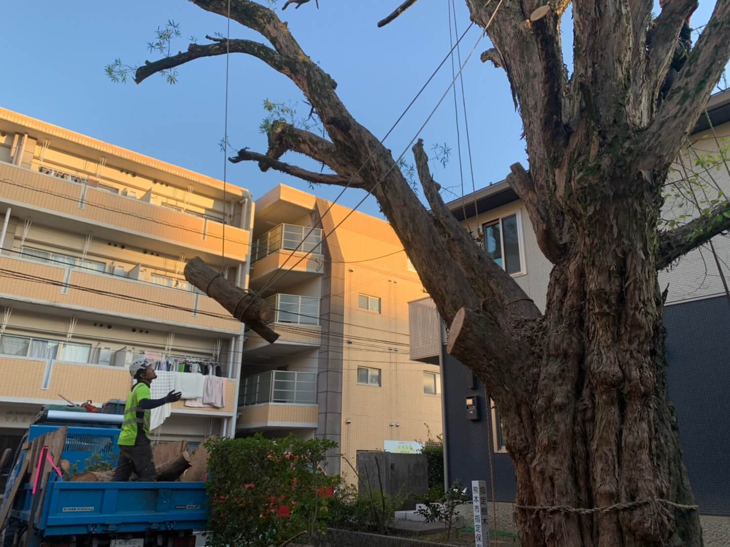 切った幹は一度も地面に下ろすことなく静かにダンプ車へ直接積み込んでいきます。