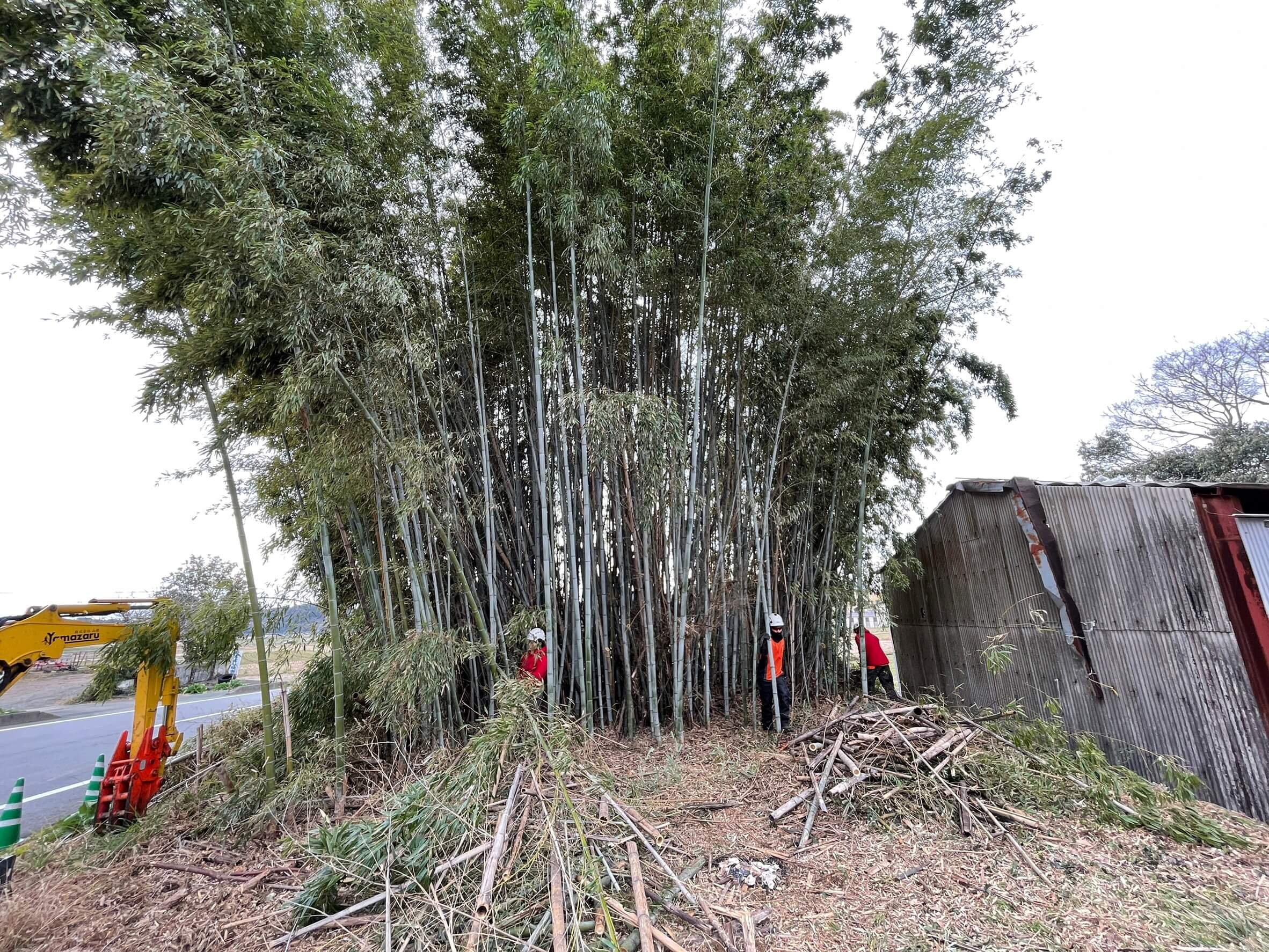 泗水町 にて竹林の伐採をご依頼頂きました 株 山猿