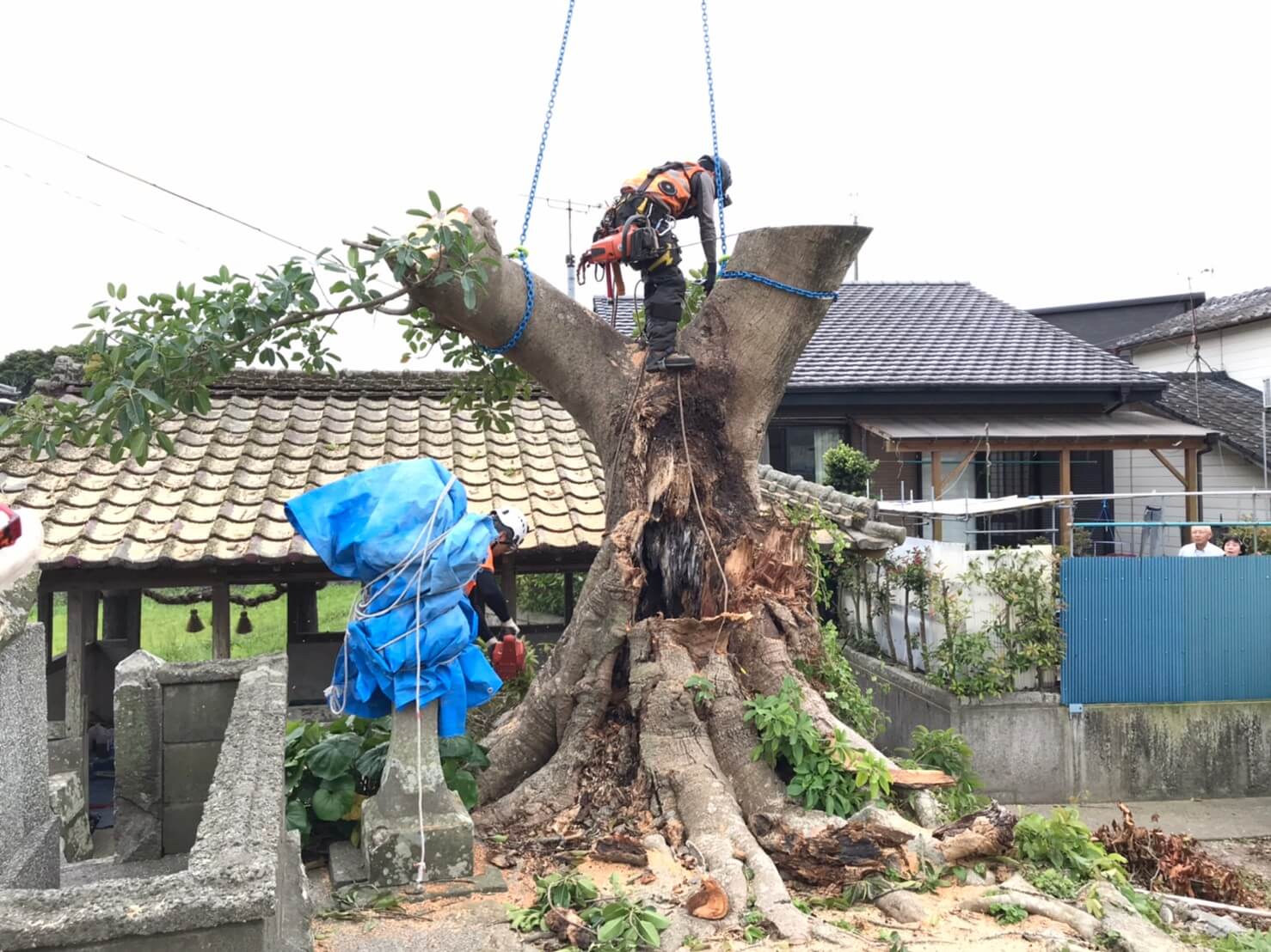 残る幹の吊り切りを行い伐採完了