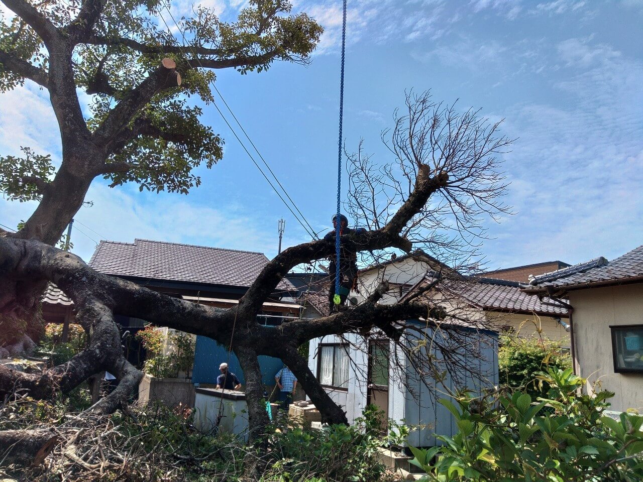 枝を取り除いていくたびに折れた枝の重心を見極めながら作業を進めます