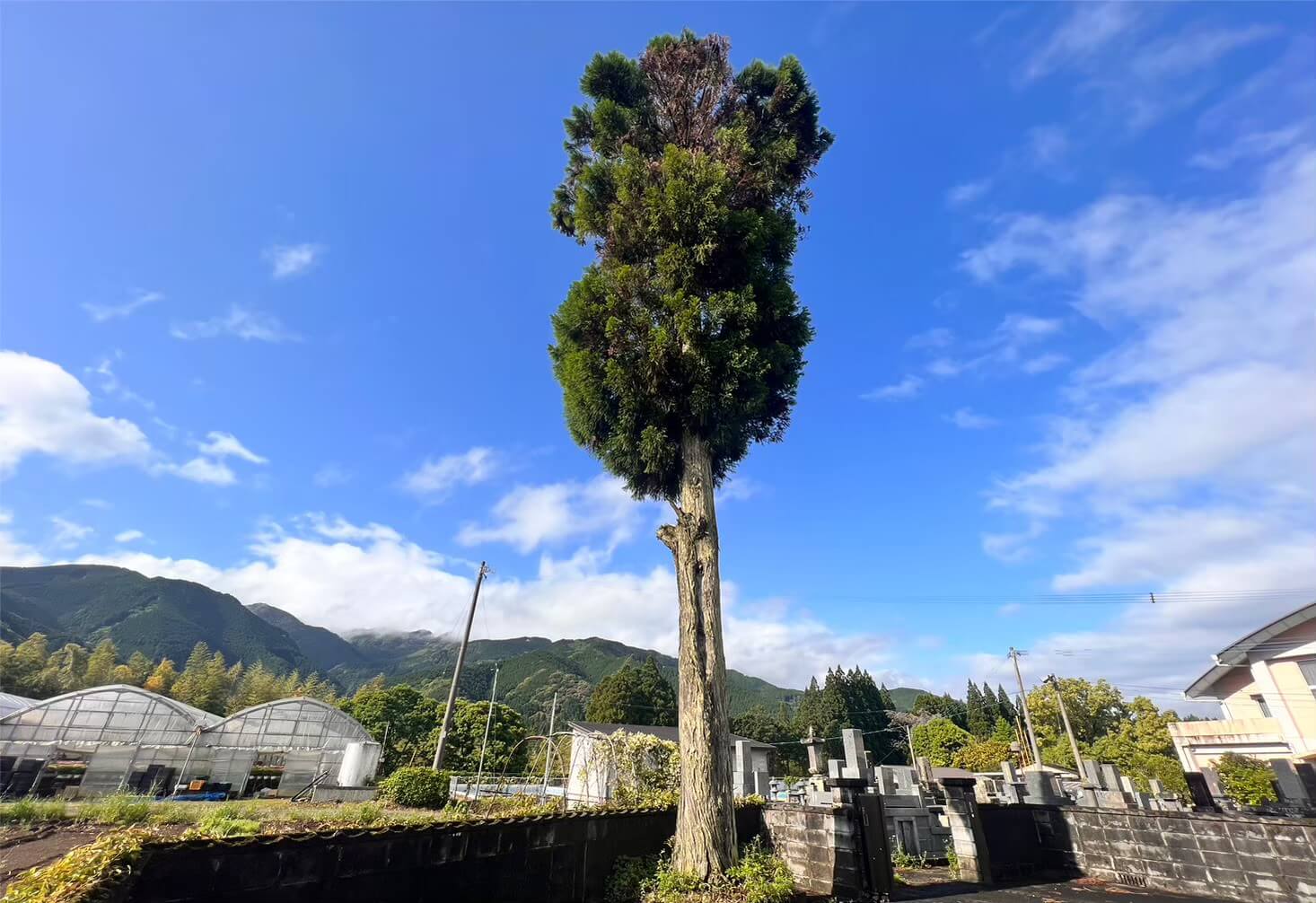 敷地内から撮影。上部に枯れている箇所が見受けられます。