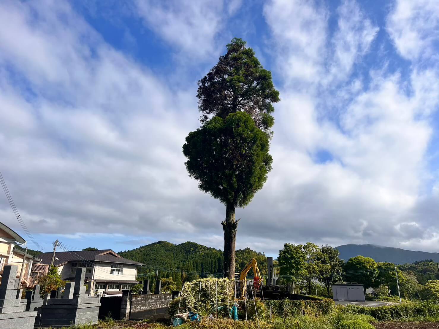 特殊伐採をご依頼頂いたスギの木