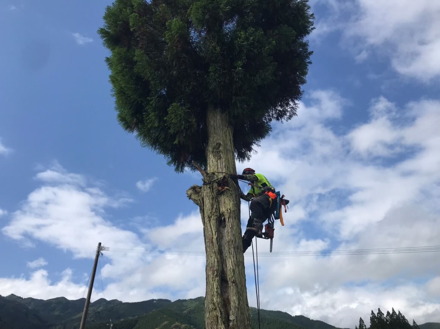 慎重に杉の木に登り込むスタッフ森下