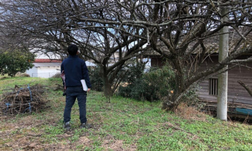 特殊伐採_剪定_伐採_造園_熊本a56862_aabe3bfed0e1423bb606de91d6ec7001_mv20084