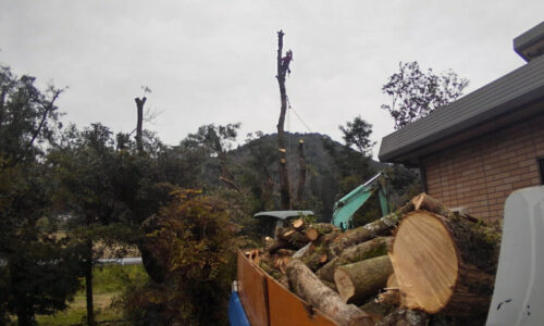 特殊伐採_剪定_伐採_造園_熊本a56862_4264bf16c93b4db1bcfac66213150c49_mv20114