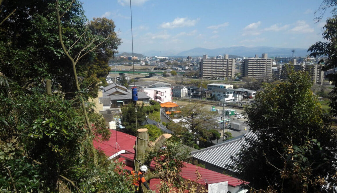 特殊伐採_剪定_伐採_造園_熊本a56862_6fc103c7116741b49af6fe533e43885a_mv20377