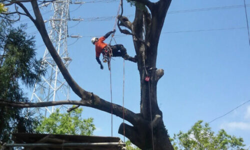 特殊伐採_剪定_伐採_造園_熊本a56862_af734f080aa04605b257864839358091_mv20118