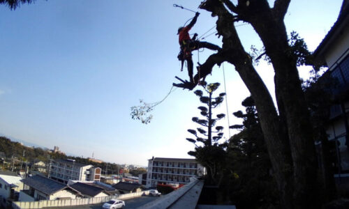 特殊伐採_剪定_伐採_造園_熊本a56862_bdcf1f471dd14dc18df54961f53ff2b3_mv20226