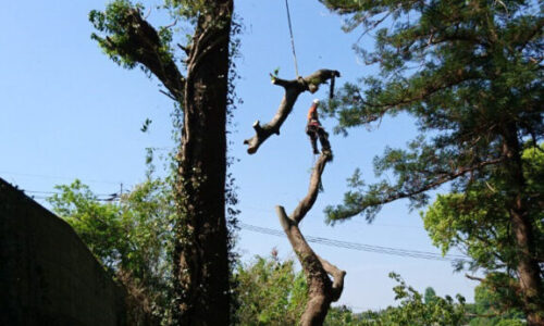 特殊伐採_剪定_伐採_造園_熊本a56862_0597bac1f7464398b819aa73b7edcb16_mv20009