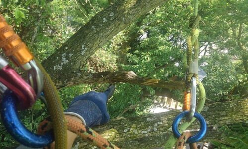 特殊伐採_剪定_伐採_造園_熊本a56862_4ab5f1b7c0a34f0e98b60a2e3b0e18bb_mv2