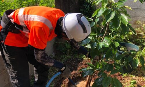 特殊伐採_剪定_伐採_造園_熊本a56862_5e973f673e8848ef8d0d638dac43edb0_mv2