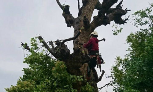 特殊伐採_剪定_伐採_造園_熊本a56862_ad584ce120a742ad8d63ac08bc1fd9a5_mv20106