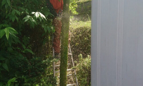 特殊伐採_剪定_伐採_造園_熊本a56862_b8ce13069b2a4a9387ebb602b3b4c108_mv20199