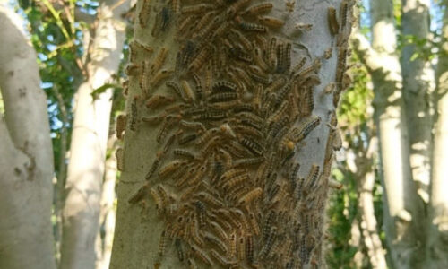 特殊伐採_剪定_伐採_造園_熊本a56862_c7b88e74701343a3af9b07e1c03aa462_mv20300